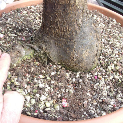 Venkovní bonsai -Japonská meruňka - Prunus Mume - 6