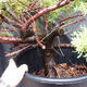 Jalovec - Juniperus sabina NO-23 - 6/7