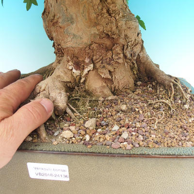 Venkovní bonsai - Javor Buergerianum - Javor Burgerův - 6