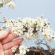 Venkovní bonsai - Prunus spinosa - trnka - 6/6