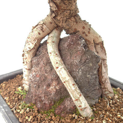 Venkovní bonsai - Zelkova - Zelkova NIRE - 6