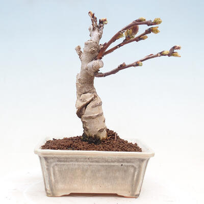 Venkovní bonsai - Vistarie květnatá - Wisteria floribunda - 6
