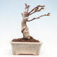Venkovní bonsai - Vistarie květnatá - Wisteria floribunda - 6/7