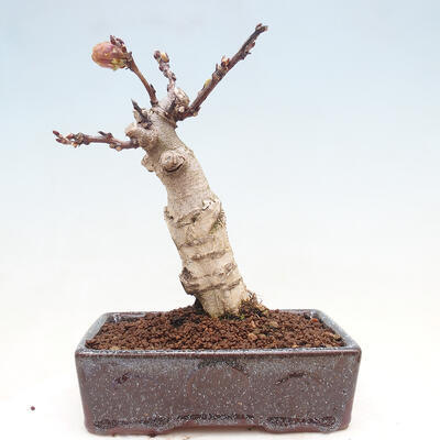 Venkovní bonsai - Vistarie květnatá - Wisteria floribunda - 6