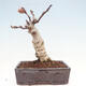 Venkovní bonsai - Vistarie květnatá - Wisteria floribunda - 6/7