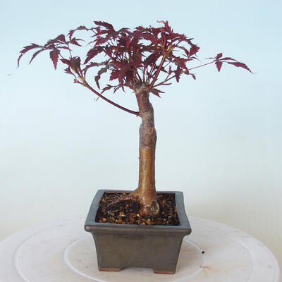 Venkovní bonsai - Acer palm. Atropurpureum-Javor dlanitolistý červený - 6