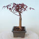 Venkovní bonsai - Acer palm. Atropurpureum-Javor dlanitolistý červený - 6/6