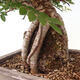 Venkovní bonsai - Zelkova - Zelkova NIRE - 6/6