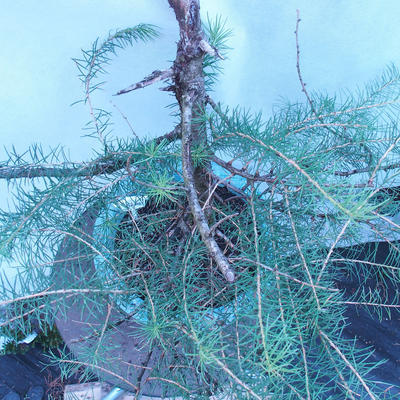 Yamadori - Modřín opadavý - Larix decidua - 6
