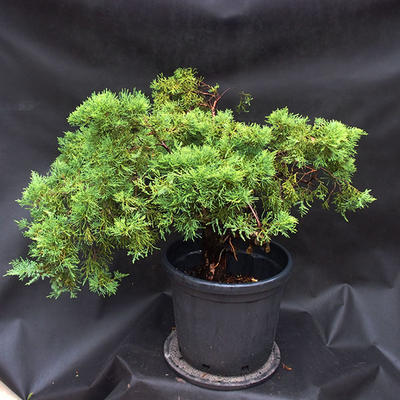 Jalovec - Juniperus sabina NO-25 - 6