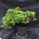 Jalovec - Juniperus sabina NO-25 - 6/7