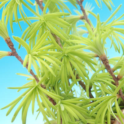 Venkovní bonsai - Pseudolarix amabilis - Pamodřín - lesík - 6