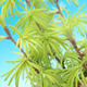 Venkovní bonsai - Pseudolarix amabilis - Pamodřín - lesík - 5/5