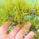 Venkovní bonsai - Pinus densiflora - borovice červená - 6/6