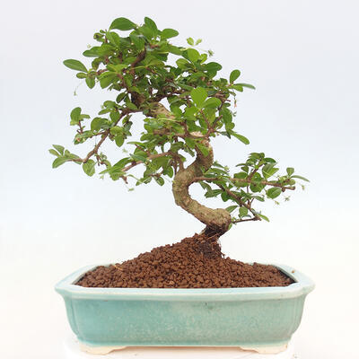 Pokojová bonsai - Carmona macrophylla - Čaj fuki - 6