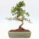 Pokojová bonsai - Carmona macrophylla - Čaj fuki - 6/7