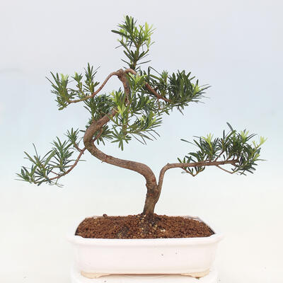 Pokojová bonsai - Podocarpus - Kamenný tis - 6