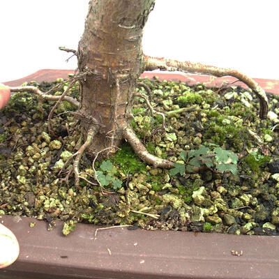 Venkovní bonsai - Hloh - Crataegus monogyna - 6