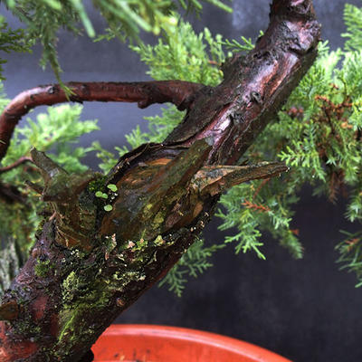 Jalovec - Juniperus sabina NO-28 - 6