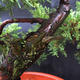 Jalovec - Juniperus sabina NO-28 - 6/7