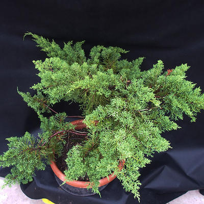 Jalovec - Juniperus sabina NO-29 - 6