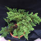 Jalovec - Juniperus sabina NO-29 - 6/6