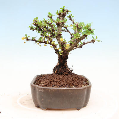 Venkovní bonsai - Berberis thunbergii Kobold - Dřištál Thunbergův - 6