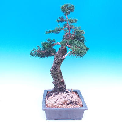 Venkovní bonsai-Juniperus chinenssis-Jalovec čínský - 6
