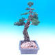 Venkovní bonsai-Juniperus chinenssis-Jalovec čínský - 6/6