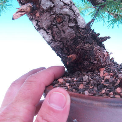 Venkovní bonsai -Larix decidua - Modřín opadavý - 6