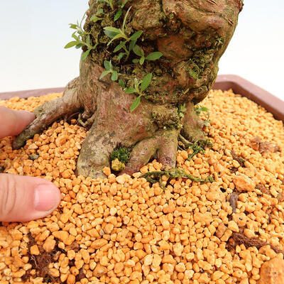 Venkovní bonsai - Japonská azalka SATSUKI- Azalea BYAKUREN - 6