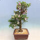 Venkovní bonsai - Japonská azalka SATSUKI- Azalea MOEKA - 6/7