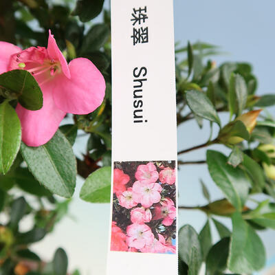 Venkovní bonsai - Japonská azalka SATSUKI- Azalea MOEKA - 6