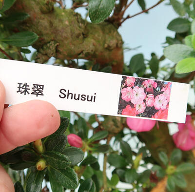 Venkovní bonsai - Japonská azalka SATSUKI- Azalea SHUSHUI - 6