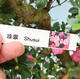 Venkovní bonsai - Japonská azalka SATSUKI- Azalea SHUSHUI - 6/6