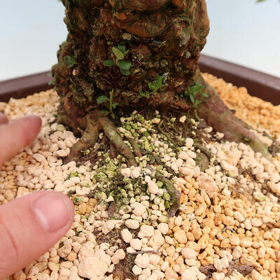 Venkovní bonsai - Japonská azalka SATSUKI- Azalea SUIREN - 6