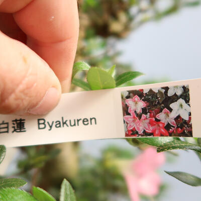 Venkovní bonsai - Japonská azalka SATSUKI- Azalea BEYAKUREN - 6