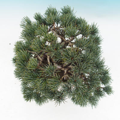 Venkovní bonsai - Borovice parviflora - Borovice drobnokvětá - 6