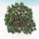 Venkovní bonsai - Borovice parviflora - Borovice drobnokvětá - 6/6