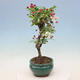 Venkovní bonsai -Malus halliana - Maloplodá jabloň - 6/6