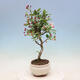 Venkovní bonsai -Malus halliana - Maloplodá jabloň - 6/6