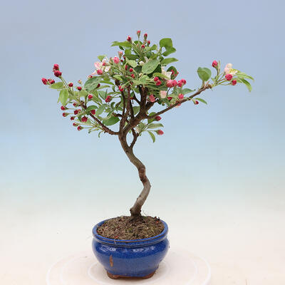 Venkovní bonsai -Malus halliana - Maloplodá jabloň - 6