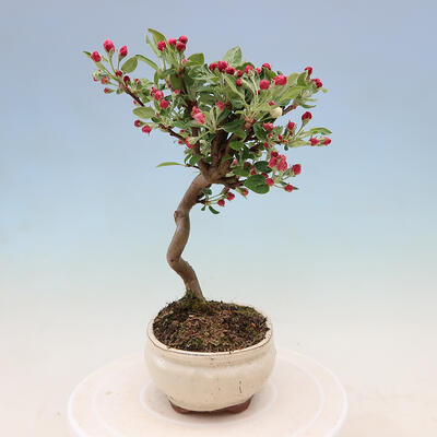 Venkovní bonsai -Malus halliana - Maloplodá jabloň - 6