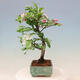 Venkovní bonsai -Malus halliana - Maloplodá jabloň - 6/7