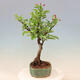 Venkovní bonsai -Malus halliana - Maloplodá jabloň - 6/7