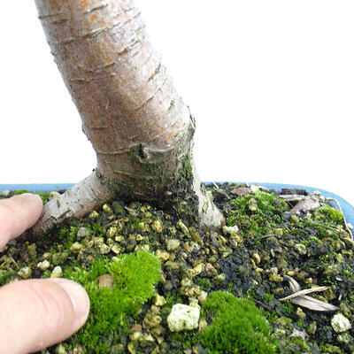 Venkovní bonsai - Hloh - Crataegus monogyna - 6