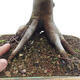 Venkovní bonsai -Javor dlanitolistý Acer palmatum Shishigashira - 6/7