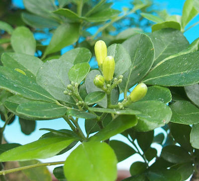 Pokojová bonsai - Muraya paniculata - 6