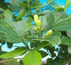 Pokojová bonsai - Muraya paniculata - 6/6