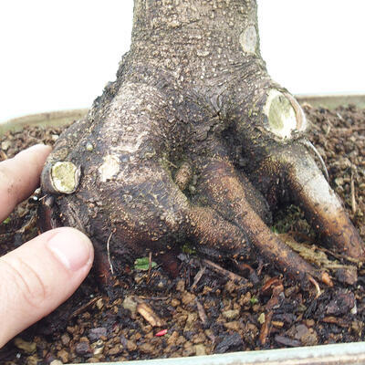 Venkovní bonsai -Javor dlanitolistý Acer palmatum Shishigashira - 6